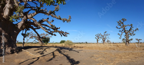 Un baobab dans la savane africaine photo