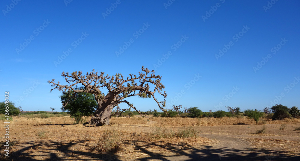 Un baobab dans la savane africaine