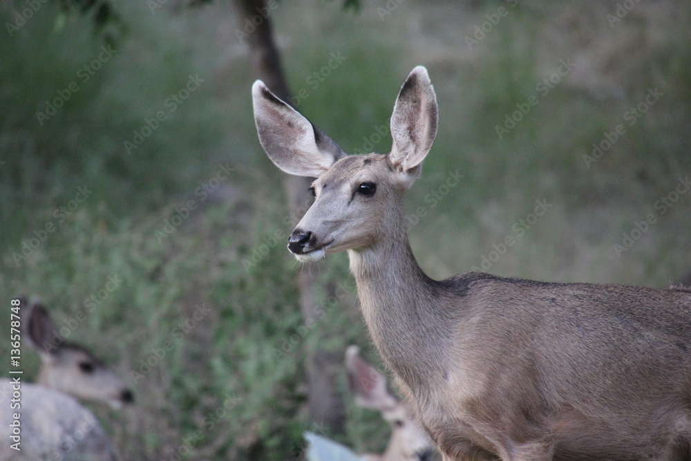 Mule deer in Sedona, Arizona
