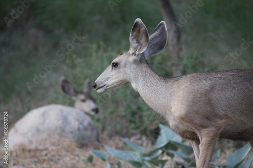 Mule deer in Sedona  Arizona