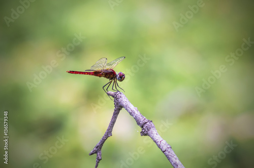 Red Dragonfly  © sakda