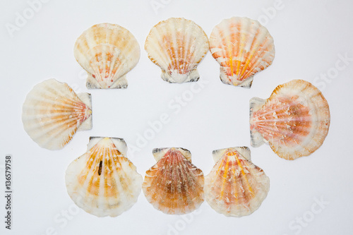 Sea mollusks, sea cockleshells