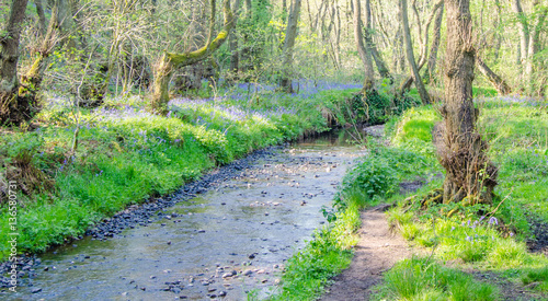 Stream running through a forest