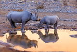 Rhinoceros drinking in Etosha park   at sunset Namibia