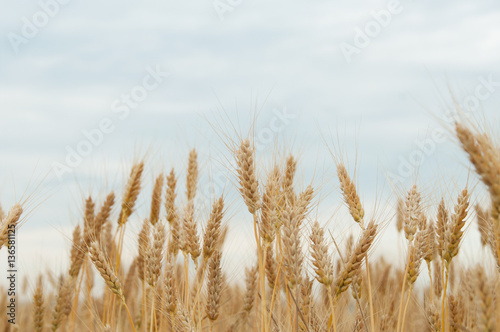 wheat ears closeup on blue sky background