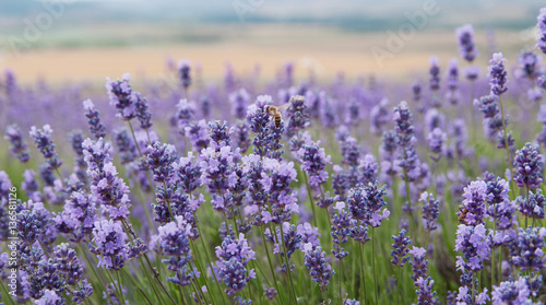  crimean lavender flowers  local focus  shallow DOF  