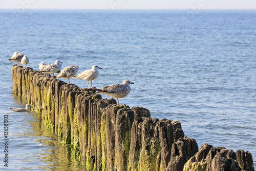 Seagulls and wooden breakwaters