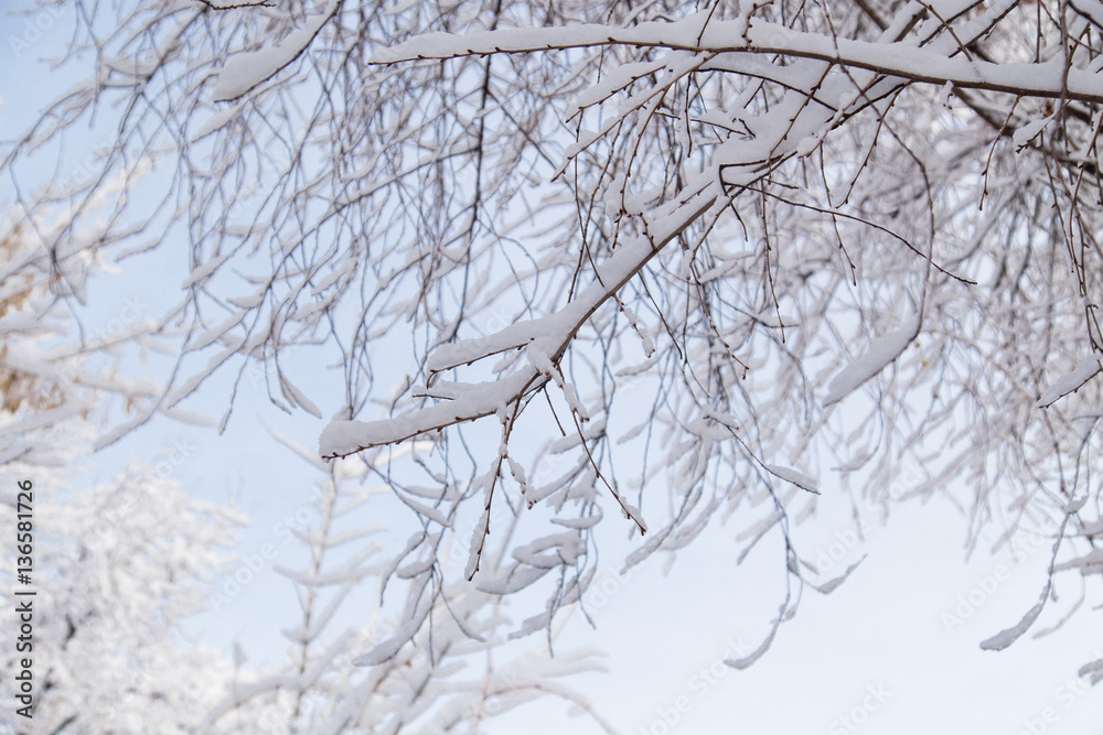 snow on the branches of a tree