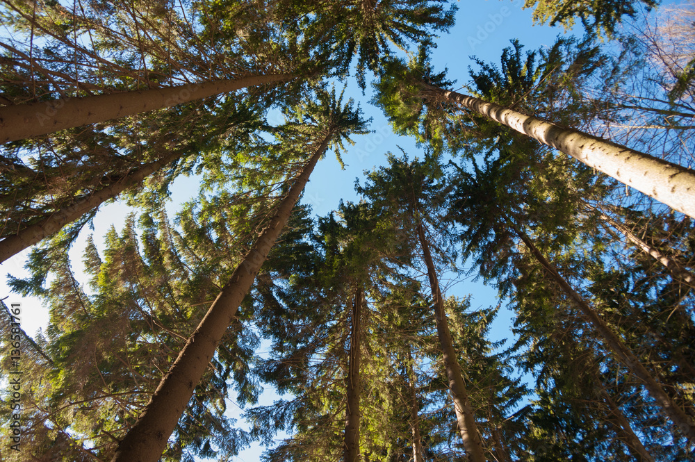Fototapeta premium Forest trees