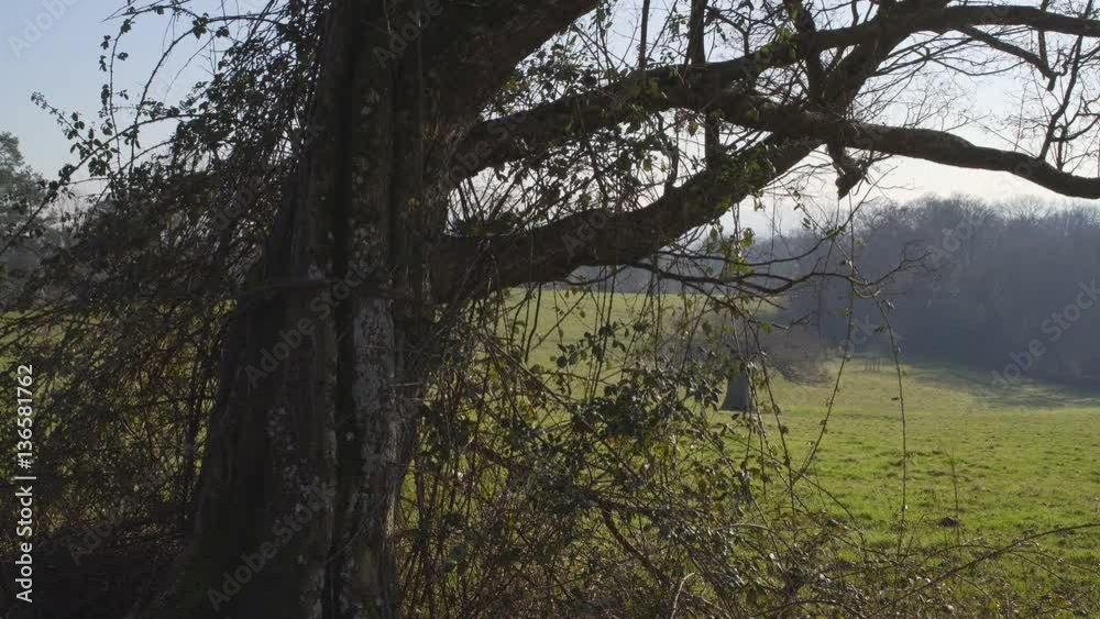English Countryside near London. Early spring beech wood. Copy space background. Old tree with many small branches.