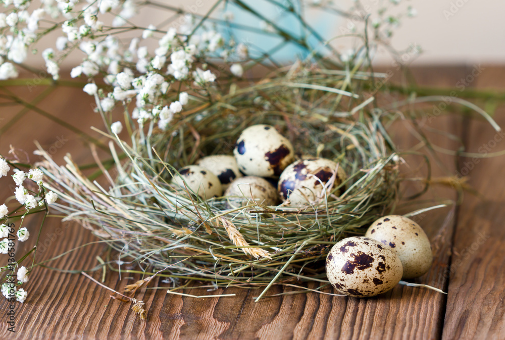 Obraz premium Quail eggs in nest of hay on wooden background