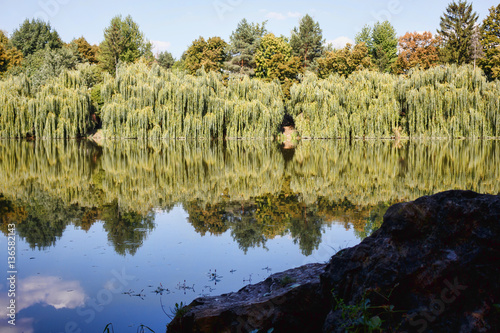 Willow trees at the lake with reflection, central park in Edinet city, north of republic of Moldova photo