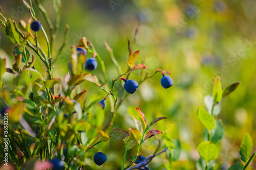 фотографія Bilberry, whortleberry or European blueberry (Vaccinium myrtillu