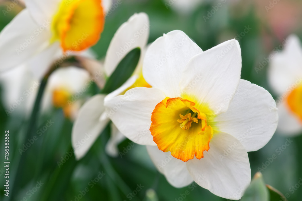White narcissus growing in the garden. Narcissus poeticus - obrazy, fototapety, plakaty 