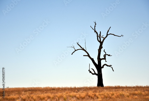 Wallpaper Mural Single dried Tree Standing Alone with dry golden grass on the field. Torontodigital.ca
