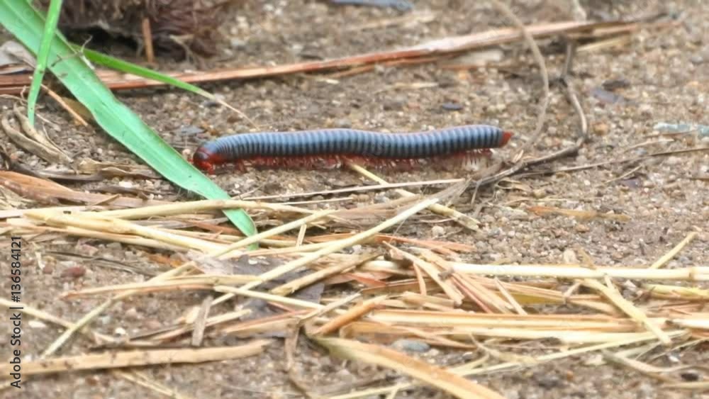 Megarian banded centipede scolopendra cingulata Megarian banded centipede scolopendra cingulata