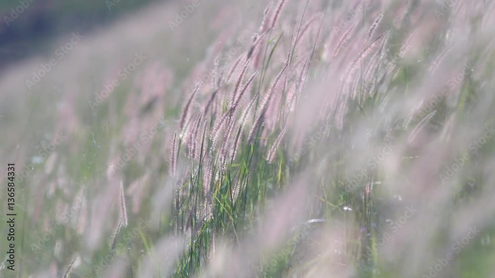 Flower grass in the wind Flower grass in the wind