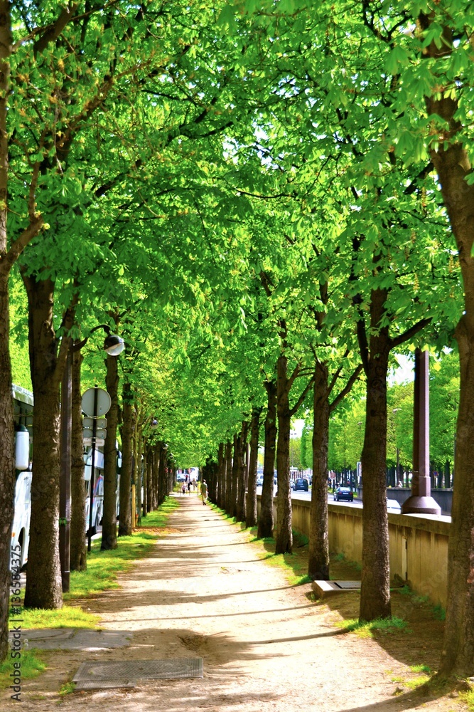 Tree-Lined Tree-Lined