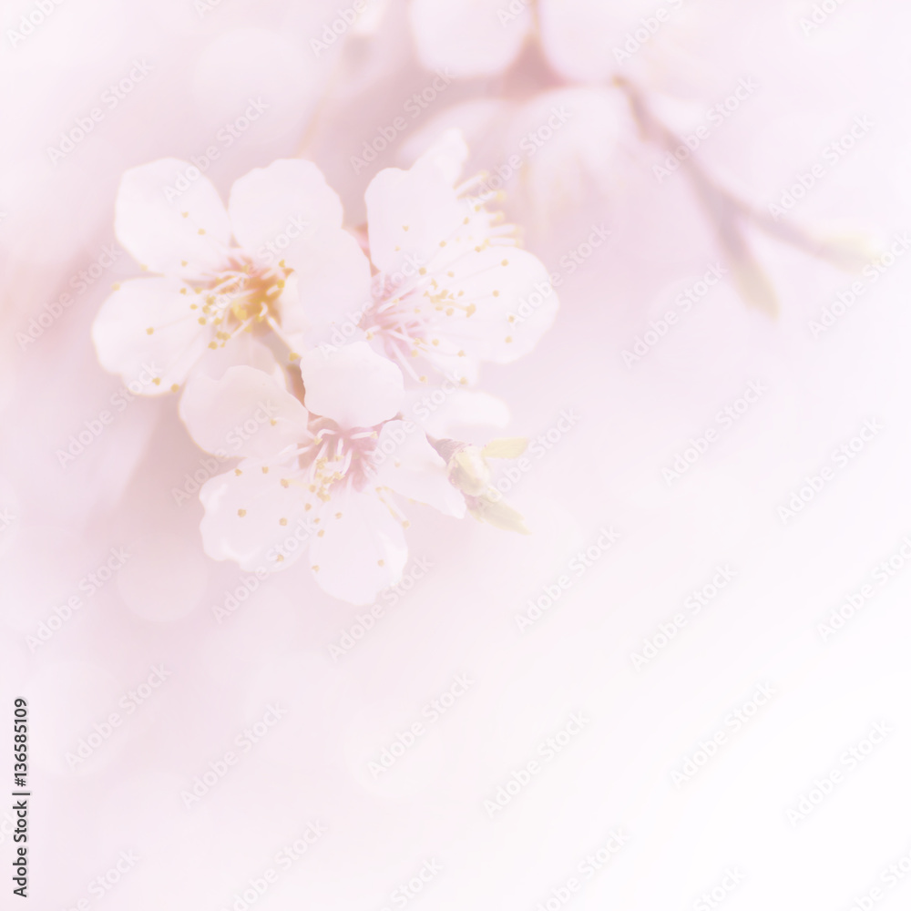 Apricot tree flower, seasonal floral nature background