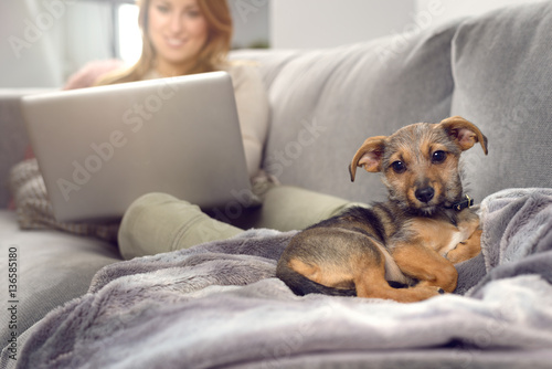 Kleiner Hund auf dem Sofa