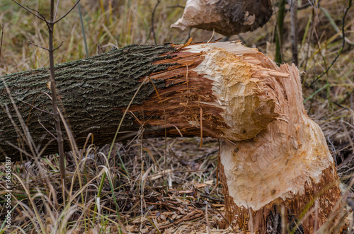 umgeknickter baum von biber photo