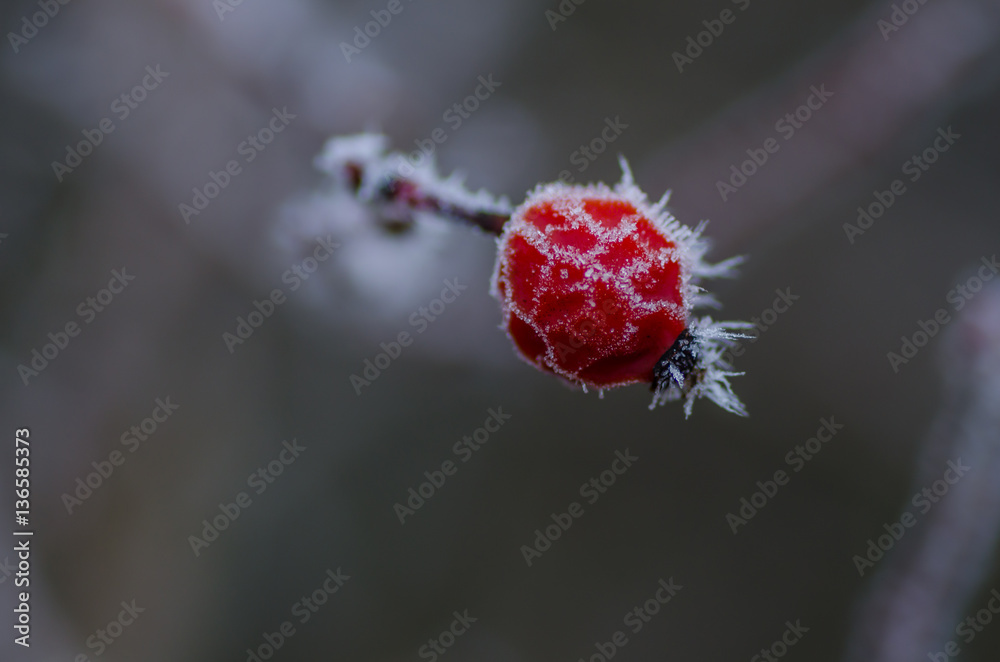 Fototapeta premium hagebutte mit eis