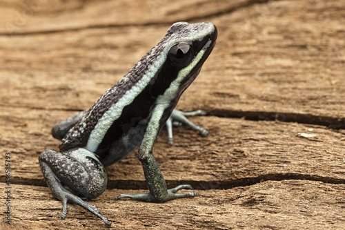 Pleasing poison dart frog  Ameerega bassleri. Tropical and poisonous rain forest animal from the Amazon jungle in Peru..