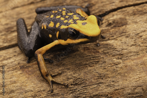 poison dart or arrow frog, Ameerega silverstonei. Orange poisonous animal from the Amazon rain forest of Peru.. photo
