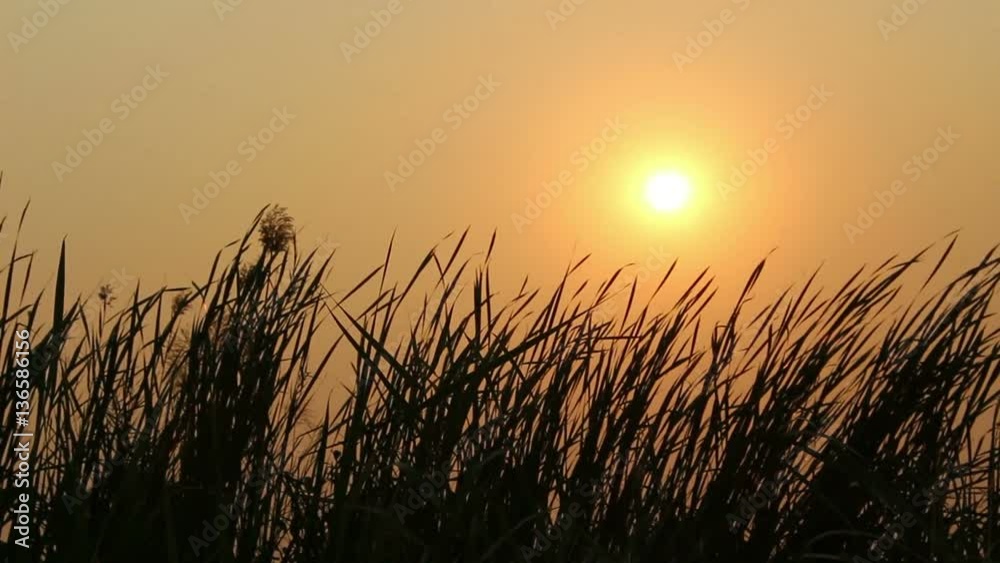 silhouette grass flower on sunset background