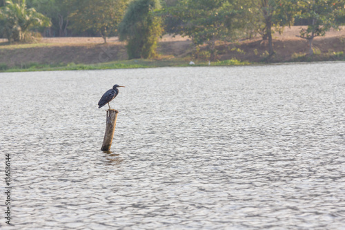 bird stand on wood in lake © bankajk