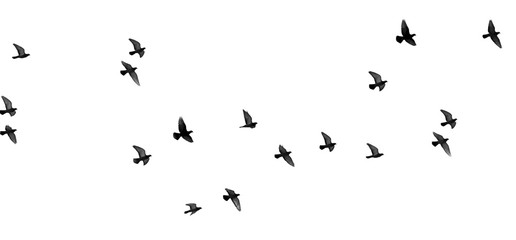 Wandcirkels Vogel Duivenzwerm geïsoleerd op wit  © schankz