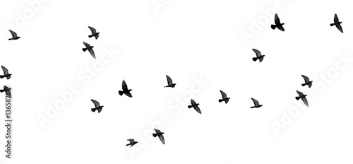Photographie flock of pigeons on a white background
