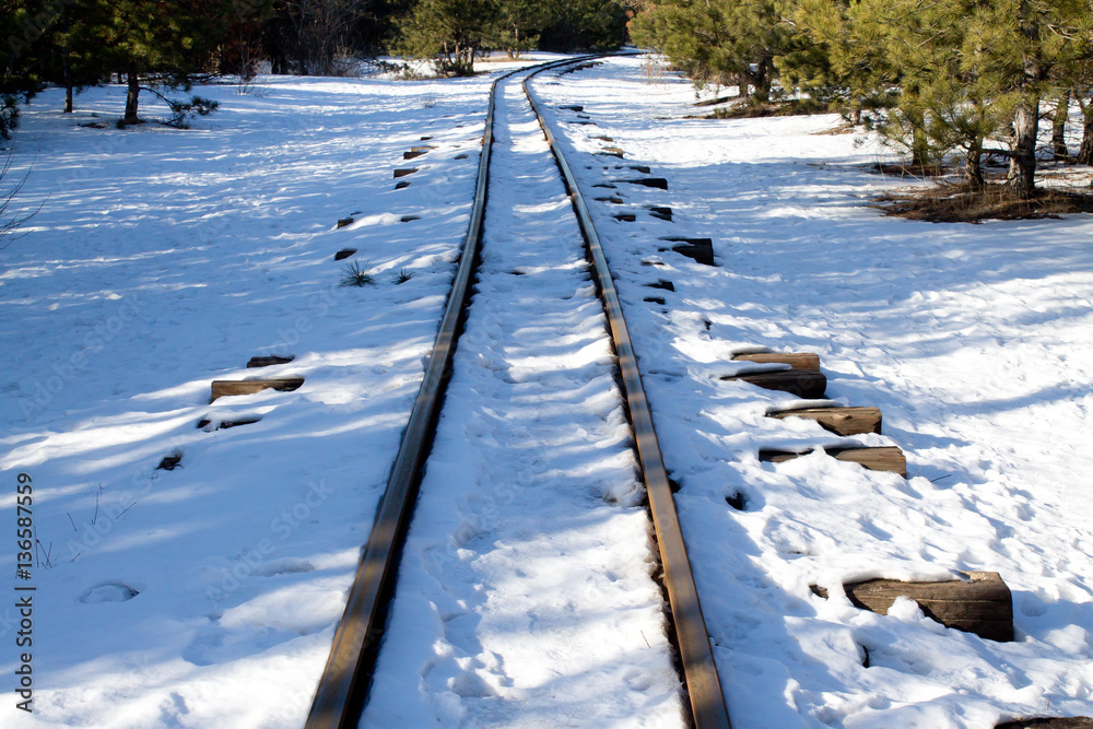 custom made wallpaper toronto digitalrailway in the pine forest