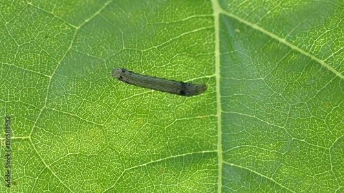 Caterpillars eat leaves7 photo