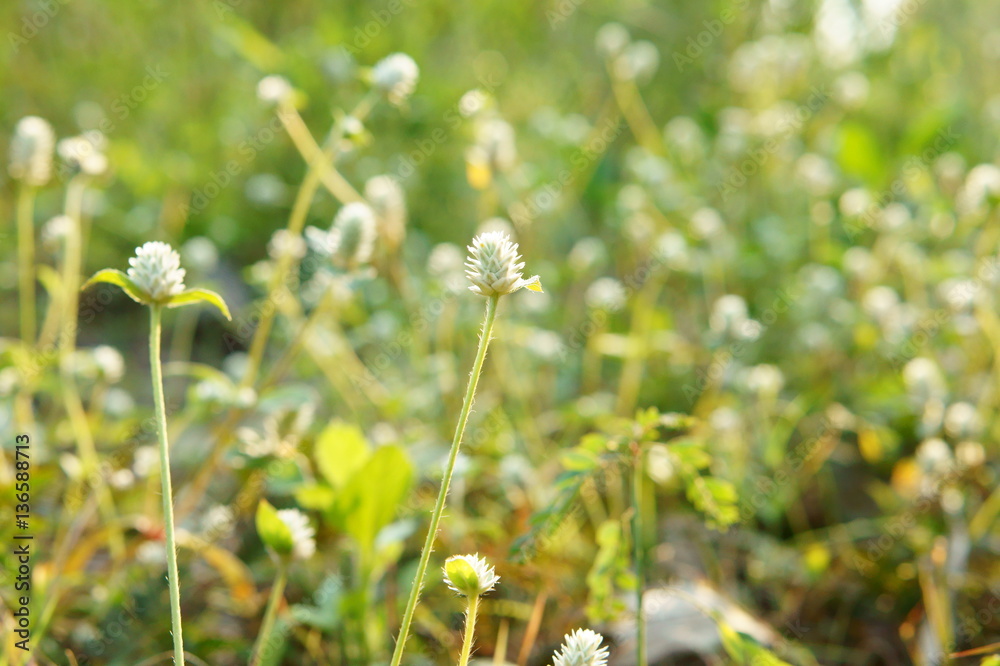 Fototapeta premium grass flowers in the meadow