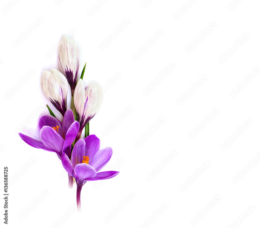 Bouquet of violet and white crocuses (Crocus vernus) on a white background with space for text. Top view, flat lay