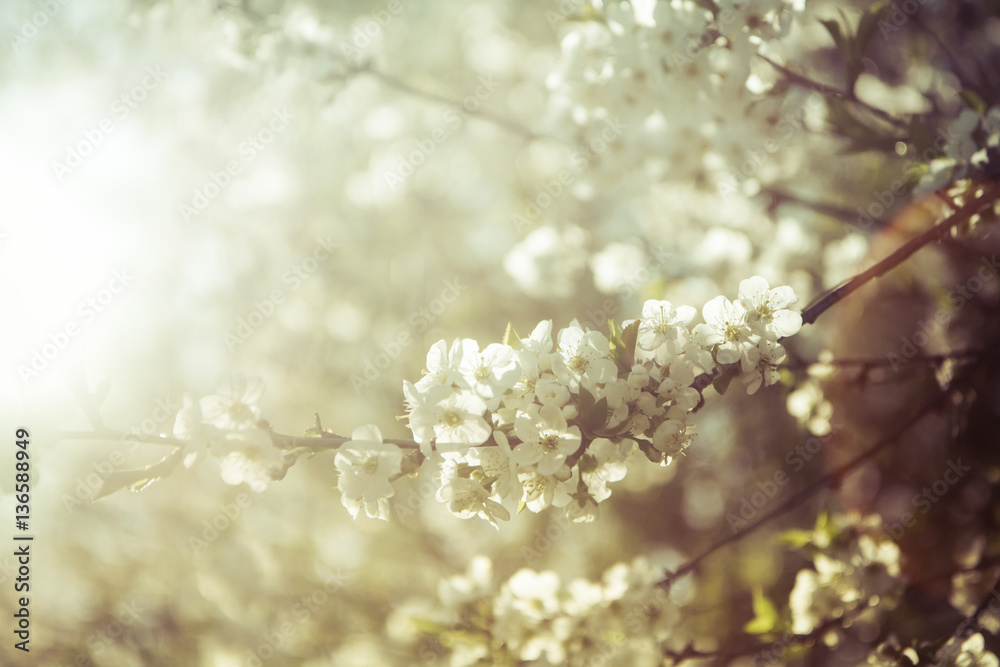 Fototapeta premium Blooming Cherry tree