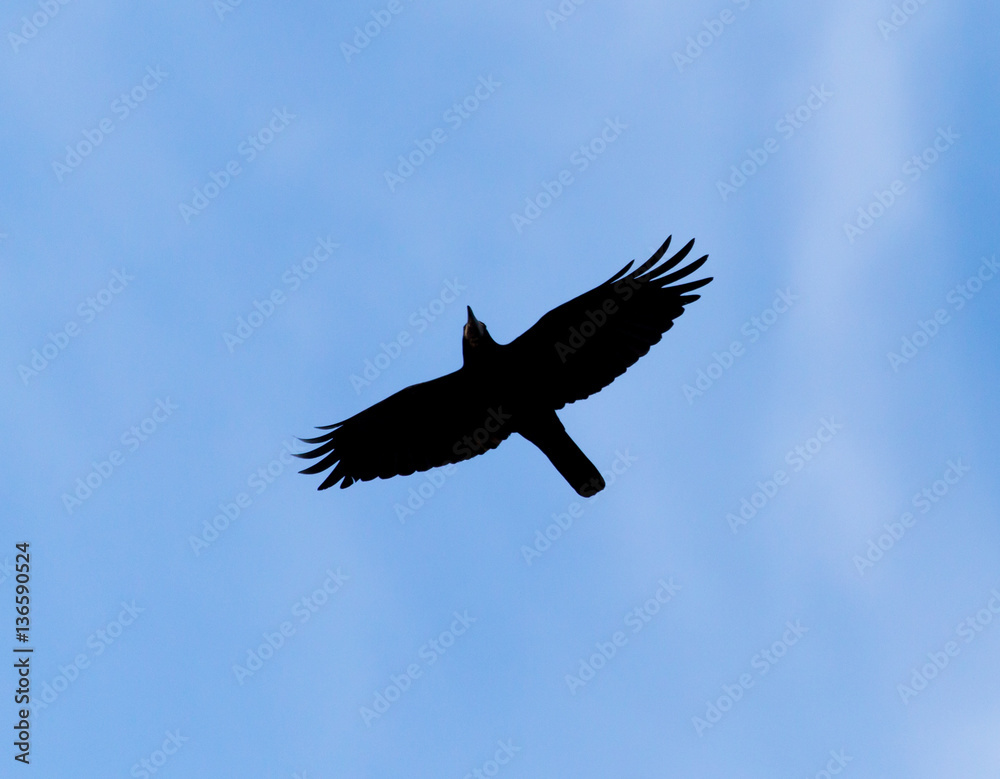Crow on a background of blue sky Crow on a background of blue sky