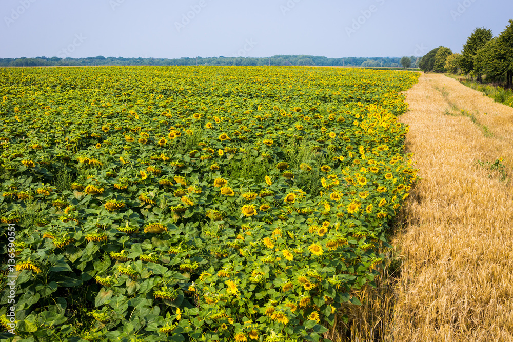 Sunflower field,field of blooming sunflowers on a background sunset,summer landscape,Bright yellow sunflowers and sun,Sunflower harvest
