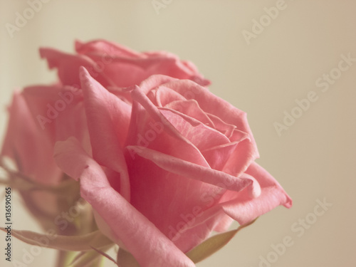 Pink Rose