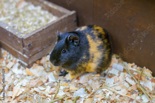 small pet guinea pig in a cage photo