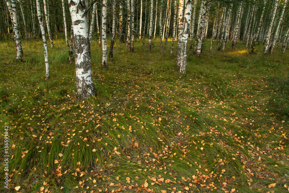 Obraz premium Fallen dry leaves on the grass in birch forest