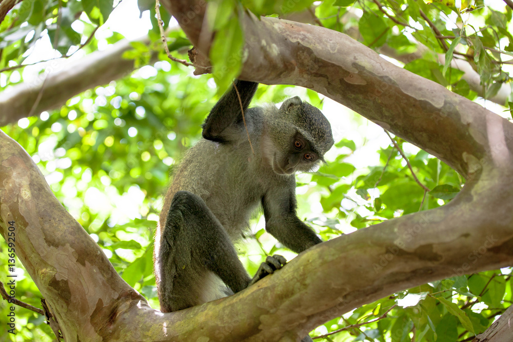 Fototapeta premium Обезьяны в национальном парке Джозани форест, Занзибар.