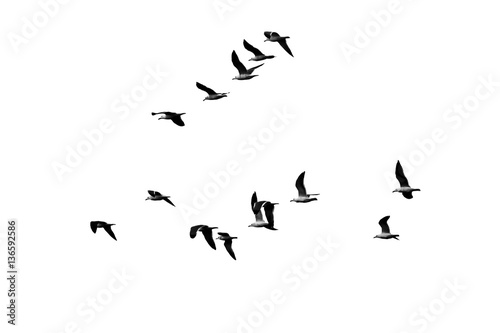 seagull in flight on a white background