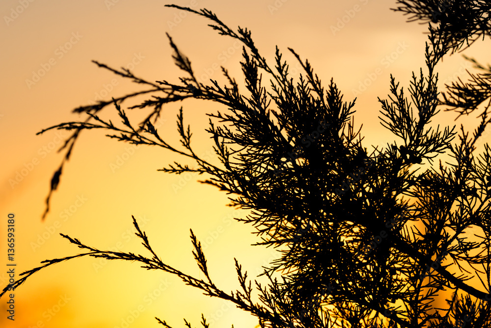 Obraz premium tree branch at sunset