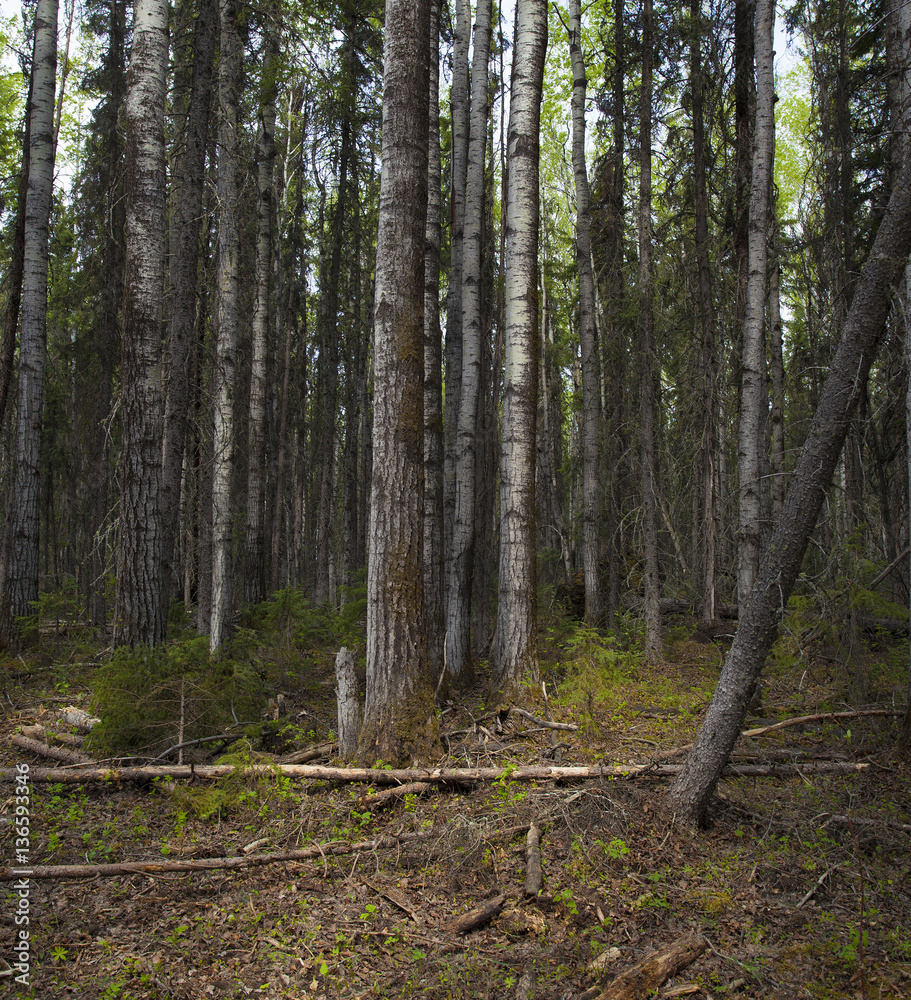 Dark forest at first light Dark forest at first light