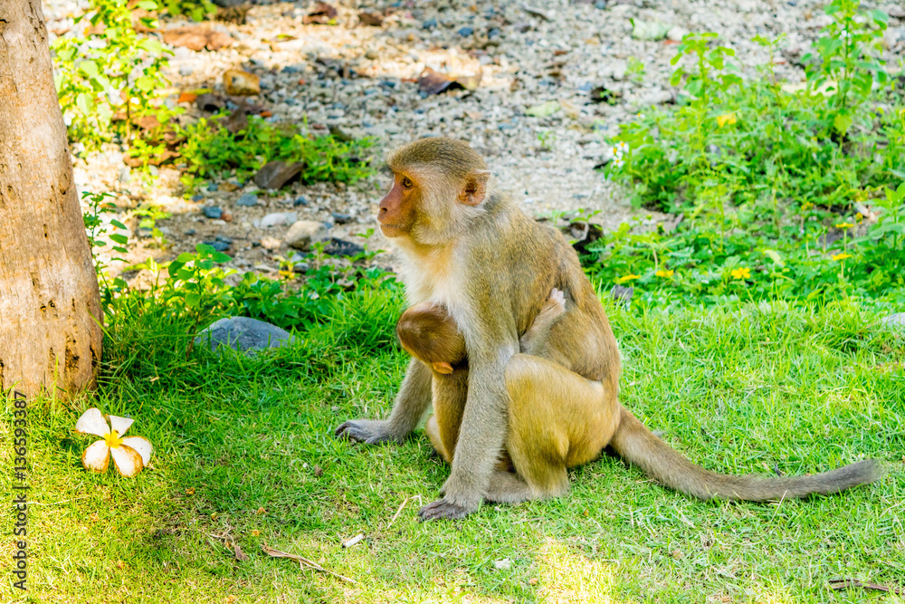 Mother and baby monkey sweet hugs in a jungle