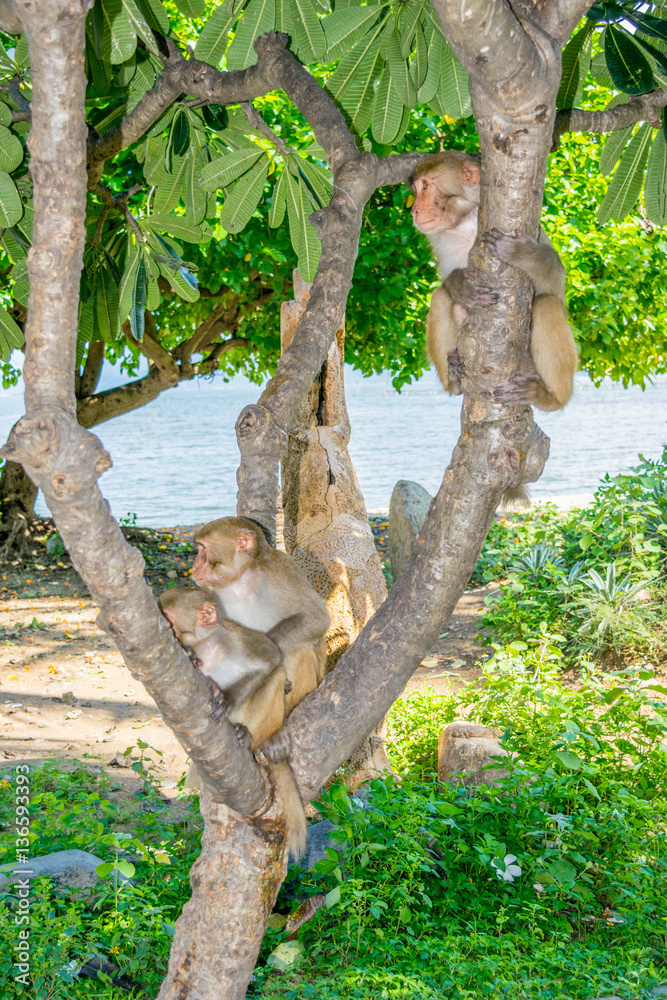 Monkey family sitting on a tree in a jungle on a beach sea view