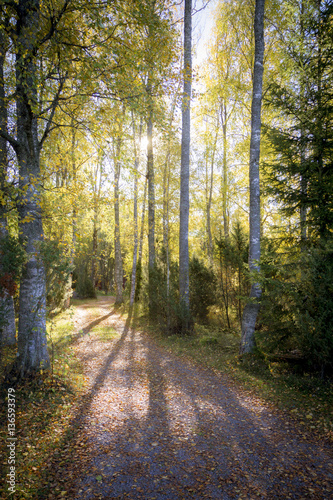 Autumn road with sun  shining through the forest. © Eetu