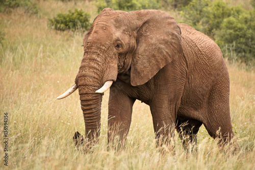 Lone African elephant bull moving through the lush grass after the good summer rains 